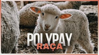 Polypay A Raça de Ovinos que Está Redefinindo a Produção de Carne e Lã [upl. by Ecyoj990]