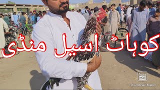 Aseel murgha mandi Kohat mia khail new updates [upl. by Eirojam173]