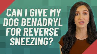 Can I give my dog Benadryl for reverse sneezing [upl. by Eseneg212]