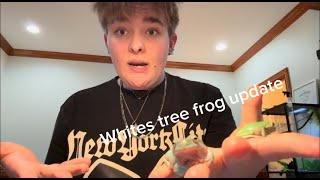 An update on my WHITES TREE FROGS [upl. by Khosrow987]