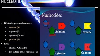 Nucleic Acid  Biochemistry Biological Macromolecules  Building Blocks of Life Bio with Nehad [upl. by Olivette604]