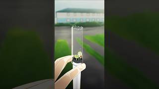 This grasshopper got stuck  animated version animationmemeshortsshortfeed [upl. by Suoivart]