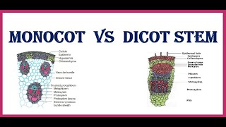 Monocot vs Dicot stem [upl. by Sidnee]