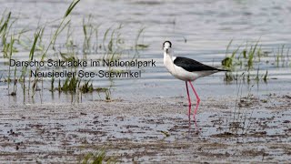 Darscho Salzlacke im Nationalpark Neusiedler SeeSeewinkel Teil 1 [upl. by Henryk]