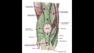 CUADRICEPS fortalecimiento mediante ejercicios concéntricos [upl. by Jt178]