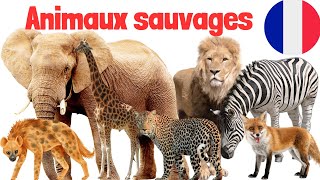 Apprendre les animaux sauvages en français 🐅 🦁 🦒 [upl. by Nanice493]