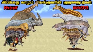 Top 10 Animal Ancestors in Tamil  இப்போது வாழ்ந்து கொண்டிருக்கக்கூடிய விலங்குகளின் மூதாதையர்கள் [upl. by Aihsotan]