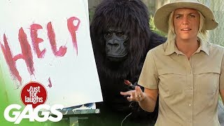 Funniest Gorilla and Mouse Pranks  Best Of Just For Laughs Gags [upl. by Kaja]