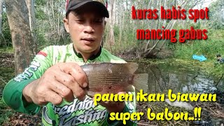 KURAS HABIS SPOT MANCING GABUS PANEN IKAN biawaan panenikan gudiwchannel panenikanbiawan [upl. by Yelrebma]