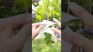 Grape growing techniques [upl. by Annaigroeg935]