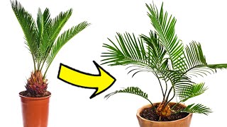 Como CULTIVAR una PALMERA DATILERA desde Semilla 🌴  Cuidados y mantenimiento [upl. by Haleehs9]