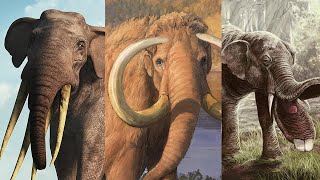 The Evolution of the Elephant [upl. by Ecad]