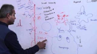 Immunology Neutrophil Lecture 3 Part 14 [upl. by Fonzie]