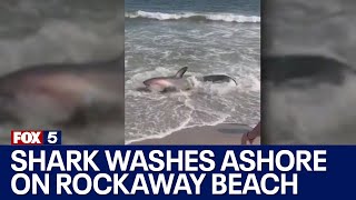 Thresher shark washes ashore on Rockaway Beach [upl. by Iarised447]