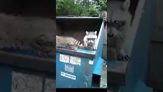 Cute Racoon Family is rescued cute raccoon family viral [upl. by Cindy]