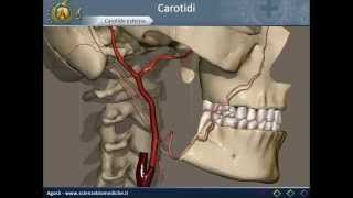 Apparato cardiocircolatorio 12 Carotidi [upl. by Anayaran]