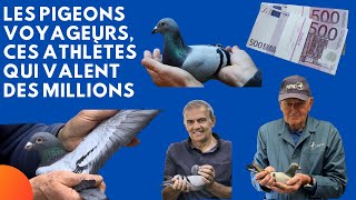 Les pigeons voyageurs ces athlètes qui valent des millions [upl. by Bab493]