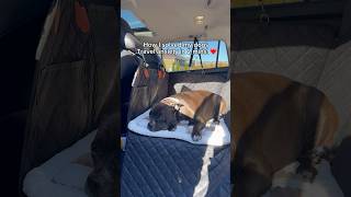 How we solved our dogs travel anxiety and restlessness 🥰 This backseat extender is a blessing🐶 [upl. by Querida595]