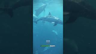 Hawks vs Dolphins The Ultimate Hunting Showdown shorts hawks dolphins [upl. by Magdaia754]