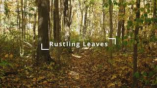 Rustling leaves sound effect in 4 minutes [upl. by Eslehc593]