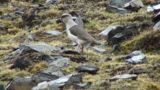 Birds of Peru Andean Lapwing Vanellus resplendens [upl. by Hcra62]