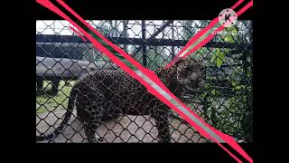 Pinnawala Zoo part 2 with TDS🌳🌴🌲🌳 [upl. by Lewap]