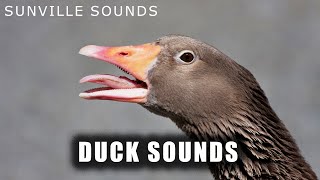 Duck Sounds  Animal Sounds with Peter Baeten [upl. by Bekelja]