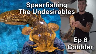 Spearfishing The Undesirables Ep 6 Cobbler Estuary Catfish [upl. by Nissensohn165]