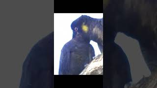 Australian yellow tailed Black Cockatoos cuddle in tree [upl. by Eelahs525]