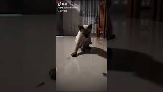 Cat vs Lizard  Autotomy shorts trending viralvideo funny love cute nature status animals [upl. by Akcinehs731]