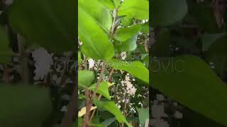 deutzia fuzzy shortvideo garden flowers nature [upl. by Paxton]