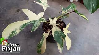 PHILODENDRON FLORIDA BEAUTY VARIEGATA CANTIK [upl. by Silverman]