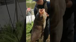 Massive Invasive Fish Pulled From Pond [upl. by Yeslrahc]