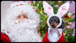 The best New Years gift ever Cute amp funny dachshund dog video [upl. by Greenburg]