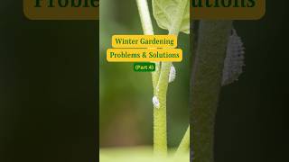 How to Prevent Plants from Pest and Diseases in Winter  Solve Plant Problem in Winter [upl. by Dlonyer]