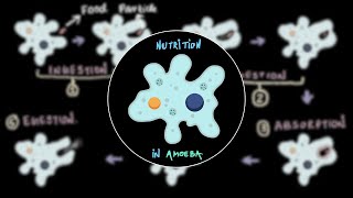 Nutrition in Amoeba  Middle School Science  Khan Academy [upl. by Ponton]