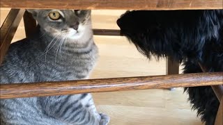 Kitten hides from honking Havanese puppy friend [upl. by Jada]