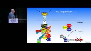 SIGNALDEPENDENT REGULATION OF NFKB ACTIVITY [upl. by Bouchier213]