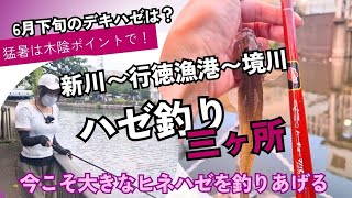 【ハゼ釣り】新川（江戸川区）〜行徳漁港〜境川（浦安）、ハゼ釣り3ヶ所めぐり。6月下旬のデキハゼの大きさは？今こそ越冬した大きなヒネハゼを釣りあげろ！？ [upl. by Skvorak]