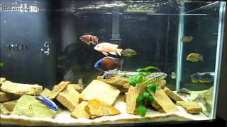 Beginners Guide to Identifying African Cichlids [upl. by Allemap225]