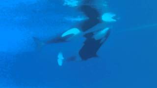 Love Whales mating at Marineland Summer 2011 [upl. by Orvan38]