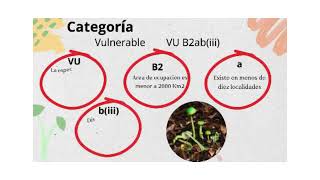 Categoría de conservación para Entoloma necopinatum [upl. by Acherman668]