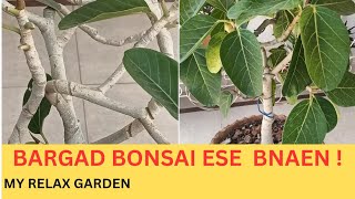 Bargad Ka Bonsai kese Bnaen  How To Make Baniyan Bonsai  homegarden terracegarden bonsai [upl. by Quartas]