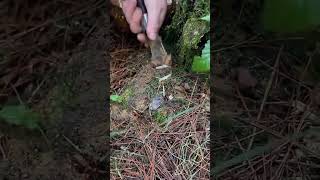 The process of digging Cordyceps sinensis [upl. by Cusick]