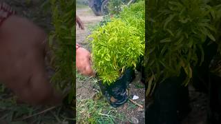 Aralia is the Beat Plant for Border Decoration aralia decorationideas youtubeshorts shortsviral [upl. by Sueaddaht]