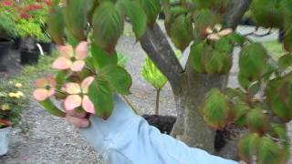 Dogwood Cornus ko Satomi at Northwest Nurseries [upl. by Celik848]