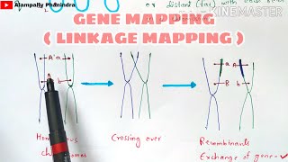 Gene mapping  Linkage mapping and Physical mapping  Part  1  Bio science [upl. by Thaxter]