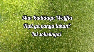 Budidaya Wolffia di lahan sempit Why Not [upl. by Ailedamla]