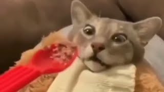 Crazy cat videos [upl. by Halehs582]