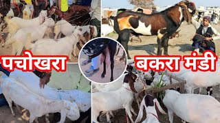 PACHOKHARA BAKRA MANDI VLOG 2024 😍 POPULAR SUMIT VLOGS mandivlogs [upl. by Avevoneg]